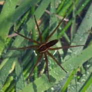 Introduction of Fen Raft Spider to the Broads